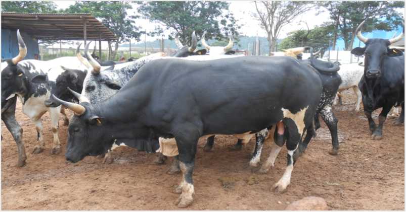 HarvestHUB Farmers Network